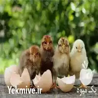 قیمت خرید جوجه مرغ بومی در تهران در گروه مرغ و خروس و بوقلمون و اردک قو قاز در یکمیوه