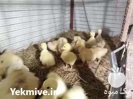 قیمت خرید جوجه غاز و قو در بهشهر در گروه مرغ و خروس و بوقلمون و اردک قو قاز در یکمیوه -عکس1