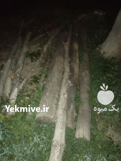 فروش چوب گردو در ازنا در گروه خرید و فروش انواع چوب در یکمیوه -عکس1