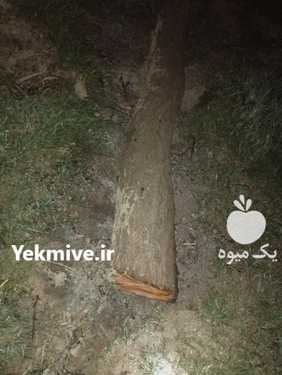 فروش چوب گردو در ازنا در گروه خرید و فروش انواع چوب در یکمیوه -عکس2