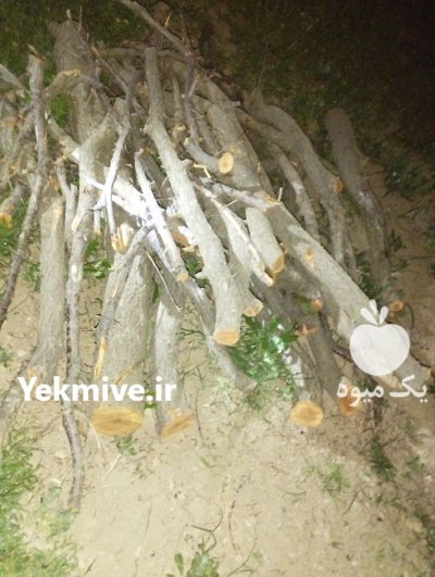 فروش چوب گردو در ازنا در گروه خرید و فروش انواع چوب در یکمیوه -عکس4