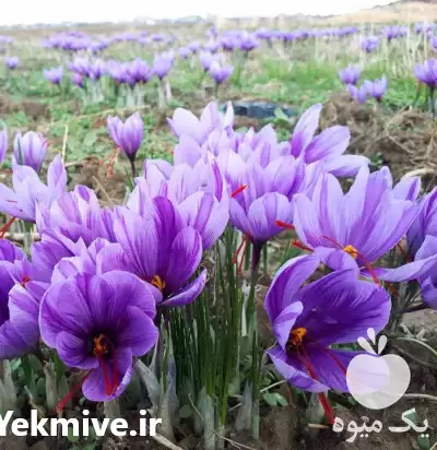 قیمت خرید زعفران سوپر صادراتی استهبان در تهران در گروه خرید و فروش زعفران در یکمیوه -عکس1