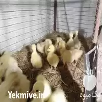 قیمت خرید جوجه غاز و قو در بهشهر در گروه مرغ و خروس و بوقلمون و اردک قو قاز در یکمیوه