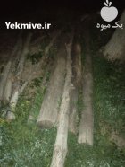 فروش چوب گردو در ازنا در گروه خرید و فروش انواع چوب در یکمیوه