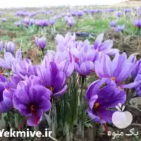 قیمت خرید زعفران سوپر صادراتی استهبان در تهران در گروه خرید و فروش زعفران در یکمیوه