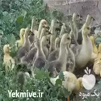 قیمت خرید جوجه غاز خارجی در بناب در گروه مرغ و خروس و بوقلمون و اردک قو قاز در یکمیوه