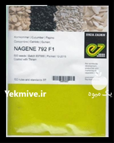 بذر خیار گلخانه ای ناگین در بروجن در گروه خرید و فروش بذر خیار در یکمیوه -عکس1