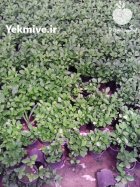 نشا یا نهال نارنج جهت فروش در اصفهان در گروه خرید و فروش نهال نارنج در یکمیوه