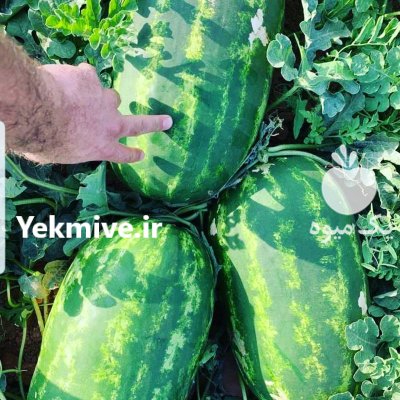 باربارکن محصولات کشاورزی دزفول در خوزستان در گروه بار بارکن محصولات کشاورزی در یکمیوه -عکس3