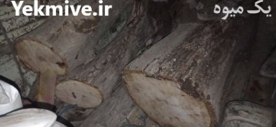 فروش تنه چنار سنجد گردو در ورامین در گروه خرید و فروش انواع چوب در یکمیوه -عکس3
