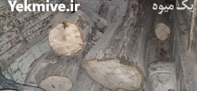 فروش تنه چنار سنجد گردو در ورامین در گروه خرید و فروش انواع چوب در یکمیوه -عکس2