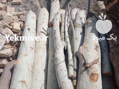فروش تنه چنار سنجد گردو در ورامین در گروه خرید و فروش انواع چوب در یکمیوه -عکس4