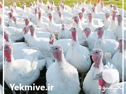 خریدار بوقلمون نژاد بیوتی گوشتی در حمیدیه در گروه مرغ و خروس و بوقلمون و اردک قو قاز در یکمیوه -عکس1