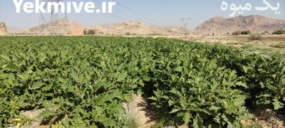 فروش بادمجان در بنارویه در گروه خرید و فروش بادمجان در یکمیوه -عکس1
