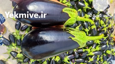فروش بادمجان در بنارویه در گروه خرید و فروش بادمجان در یکمیوه -عکس4