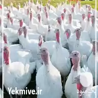 خریدار بوقلمون نژاد بیوتی گوشتی در حمیدیه در گروه مرغ و خروس و بوقلمون و اردک قو قاز در یکمیوه