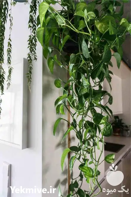 قیمت خرید گل های آپارتمانی شاداب در تهران در گروه خرید و فروش گیاهان زینتی در یکمیوه -عکس1