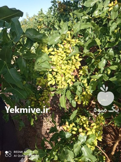 ترکه و پیوندک اکبری در کرمان در گروه خرید و فروش نهال پسته در یکمیوه -عکس1