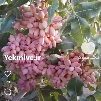 ترکه و پیوندک اکبری در کرمان در گروه خرید و فروش نهال پسته در یکمیوه -عکس2