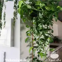 قیمت خرید گل های آپارتمانی شاداب در تهران در گروه خرید و فروش گیاهان زینتی در یکمیوه