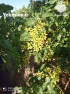 ترکه و پیوندک اکبری در کرمان در گروه خرید و فروش نهال پسته در یکمیوه