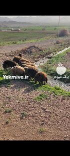 آگهی مشابه فروش بره ماده در محلات در گروه گاو و گوسفند و میش و بز کهره گوساله در یکمیوه