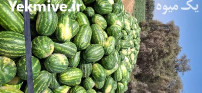 هندوانه گرد و بیضی در ارزوئیه در گروه خرید و فروش هندوانه در یکمیوه -عکس1