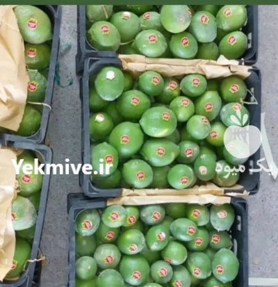 لیموترش رودان در دهبارز در گروه خرید و فروش لیمو ترش در یکمیوه -عکس4