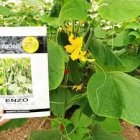 بذر خیار گلخانه ای انزو Enzo در باجگیران در گروه خرید و فروش بذر خیار در یکمیوه