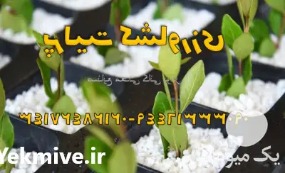 قیمت خرید پرلیت کشاورزی در تهران در گروه خرید و فروش انواع کود کشاورزی در یکمیوه -عکس1