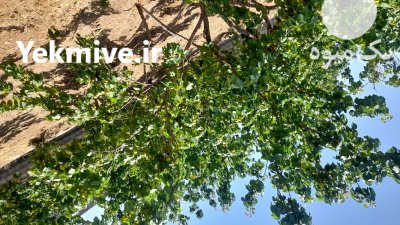 باغ زردالو سفید عالی در اصفهان در گروه خرید و فروش زردآلو در یکمیوه -عکس2