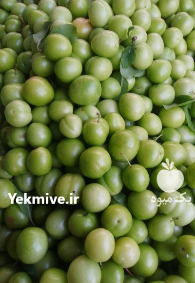 تولید انواع گوجه سبز قرمز ارگانیک در رشت در گروه خرید و فروش آلو در یکمیوه -عکس1