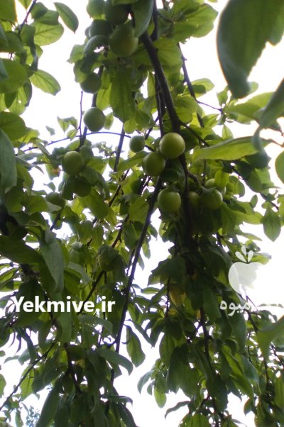 تولید انواع گوجه سبز قرمز ارگانیک در رشت در گروه خرید و فروش آلو در یکمیوه -عکس2