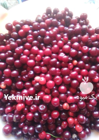 تولید انواع گوجه سبز قرمز ارگانیک در رشت در گروه خرید و فروش آلو در یکمیوه -عکس3