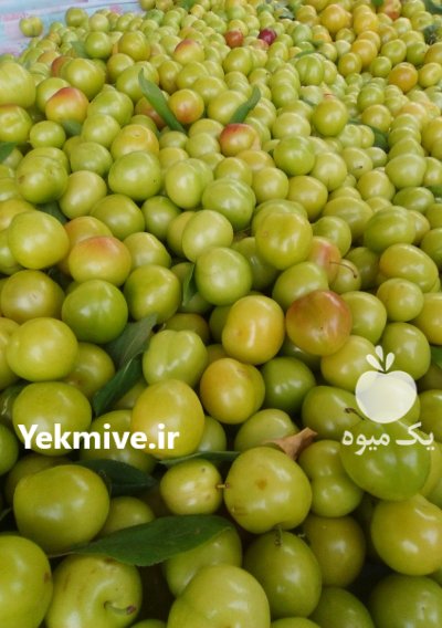 تولید انواع گوجه سبز قرمز ارگانیک در رشت در گروه خرید و فروش آلو در یکمیوه -عکس4