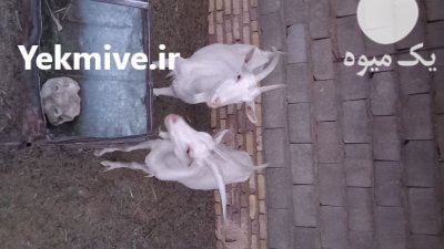 بزسانن در فردوس در گروه گاو و گوسفند و میش و بز کهره گوساله در یکمیوه -عکس1