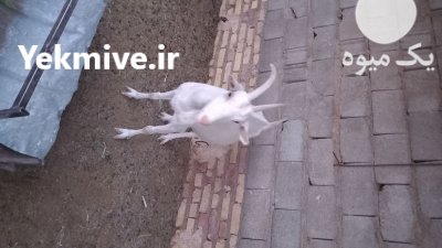 بزسانن در فردوس در گروه گاو و گوسفند و میش و بز کهره گوساله در یکمیوه -عکس3