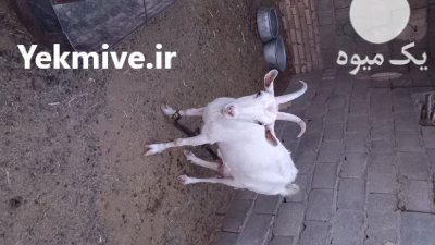 بزسانن در فردوس در گروه گاو و گوسفند و میش و بز کهره گوساله در یکمیوه -عکس4