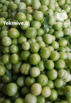 تولید انواع گوجه سبز قرمز ارگانیک در رشت در گروه خرید و فروش آلو در یکمیوه