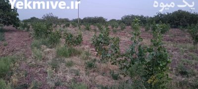 ترکه پسته احمد آقایی در باغین در گروه خرید و فروش پسته در یکمیوه -عکس2