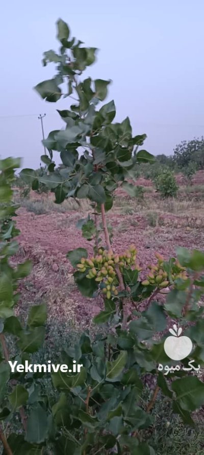 ترکه پسته احمد آقایی در باغین در گروه خرید و فروش پسته در یکمیوه -عکس1