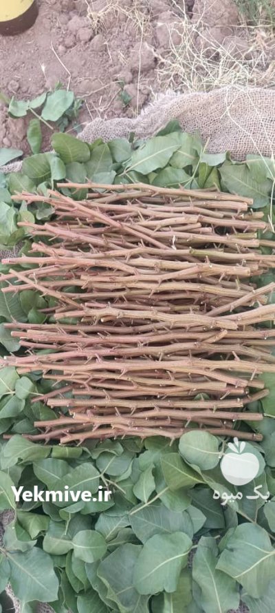 ترکه پسته احمد آقایی در باغین در گروه خرید و فروش پسته در یکمیوه -عکس3