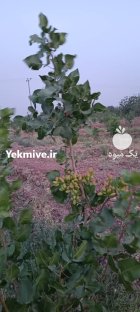 ترکه پسته احمد آقایی در باغین در گروه خرید و فروش پسته در یکمیوه