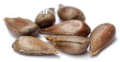 فروش بذر سیب در تهران در گروه خرید و فروش سیب در یکمیوه -عکس1