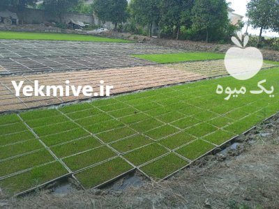 فروش بانک نشا قربانی بیشه محله در آمل در گروه خرید و فروش نشا در یکمیوه -عکس2