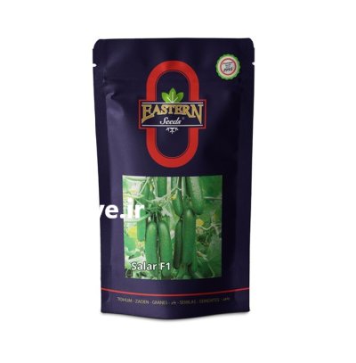 بذر خیار گلخانه ای سالار استرن در همدان در گروه خرید و فروش بذر خیار در یکمیوه -عکس1