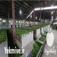قیمت خرید و تولید چای ایرانی در املش در گروه خرید و فروش چای در یکمیوه