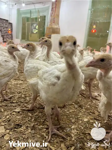 قیمت خرید جوجه بوقلمون بیوتی در صومعه سرا در گروه مرغ و خروس و بوقلمون و اردک قو قاز در یکمیوه -عکس1
