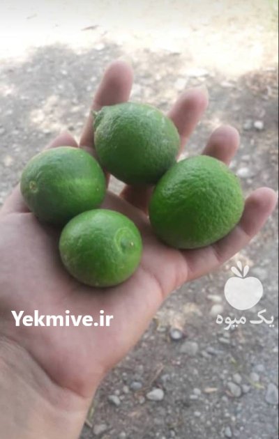 فروش عمده میوه انبه موز در هشتبندی در گروه خرید و فروش انبه در یکمیوه -عکس3