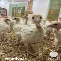 قیمت خرید جوجه بوقلمون بیوتی در صومعه سرا در گروه مرغ و خروس و بوقلمون و اردک قو قاز در یکمیوه